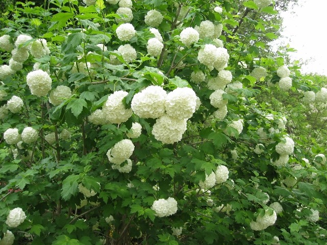 Viburnum